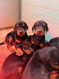 Cuccioli dobermann