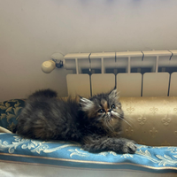 Gatto persiano
