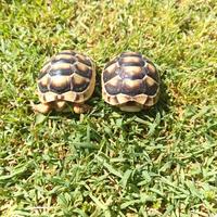 Testudo marginate sarde