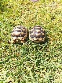 Testudo marginate sarde