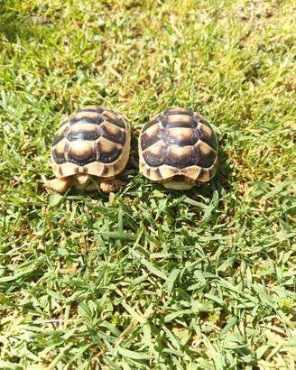 Testudo marginate sarde