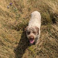 Lagotto Romagnolo disponibile per monta