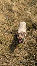 Lagotto Romagnolo disponibile per monta