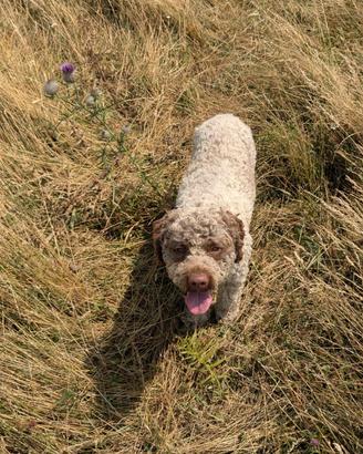 Lagotto Romagnolo disponibile per monta