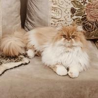Gatto persiano