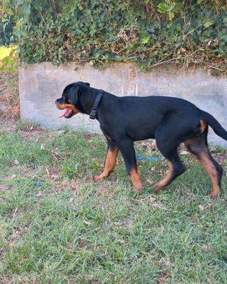 rottweiler 