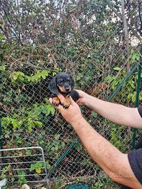Cuccioli di bassotto nero focato