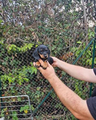 Cuccioli di bassotto nero focato