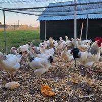 Pulcini pulcinotti galli galline SUSSEX COLUMBIA