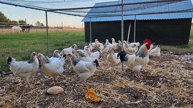 Pulcini pulcinotti galli galline SUSSEX COLUMBIA