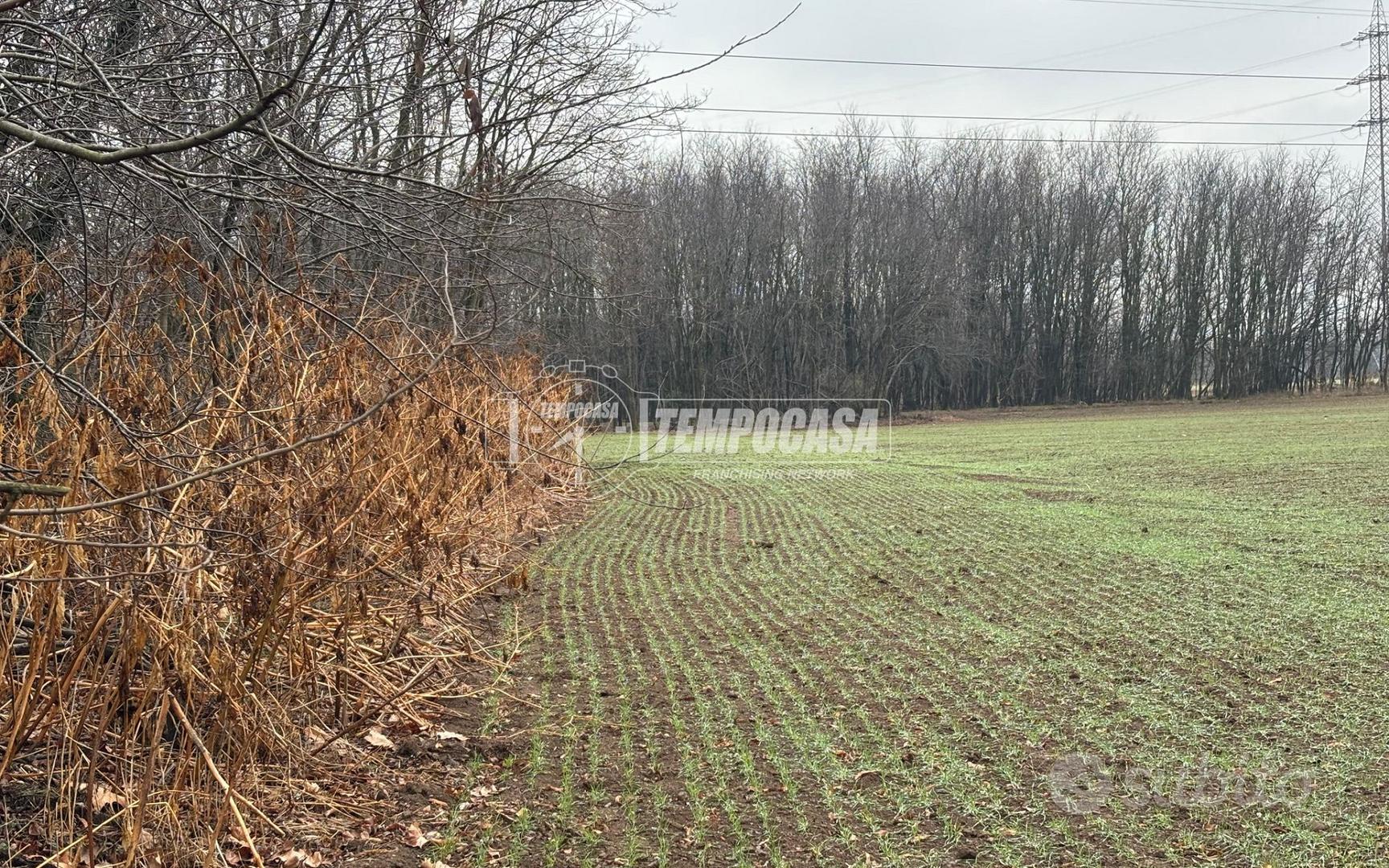 TERRENO AGRICOLO BORSANO - Vista 2