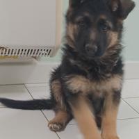 Disponibili cuccioli di pastore tedesco