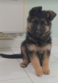Disponibili cuccioli di pastore tedesco