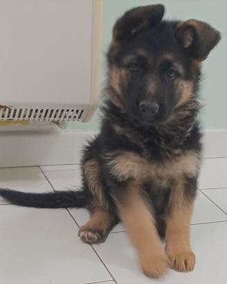 Disponibili cuccioli di pastore tedesco