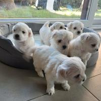 Cuccioli di maltese