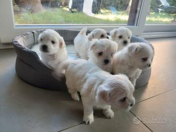 Cuccioli di maltese