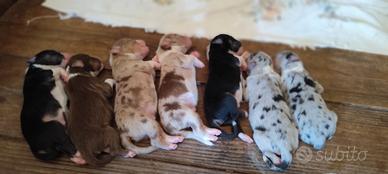 cuccioli di pastore australiano