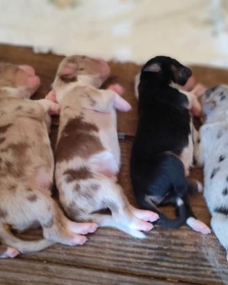cuccioli di pastore australiano