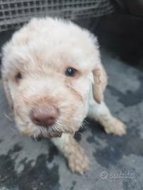 Cucciola di lagotto romagnolo da tartufo