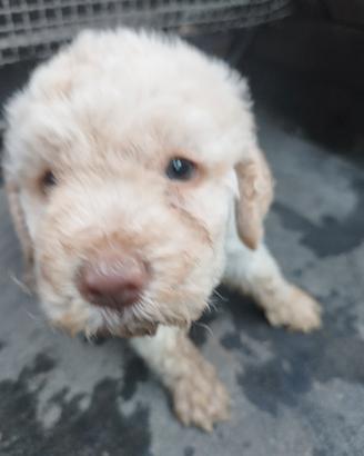 Cucciola di lagotto romagnolo da tartufo