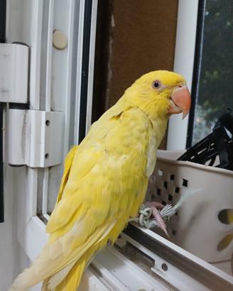 Parrochetto dal collare