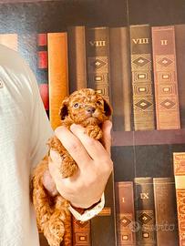 Cuccioli barboncino toy rosso
