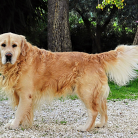 Golden Retriever per accoppiamento
