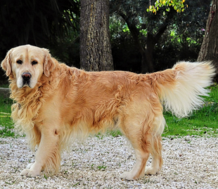 Golden Retriever per accoppiamento