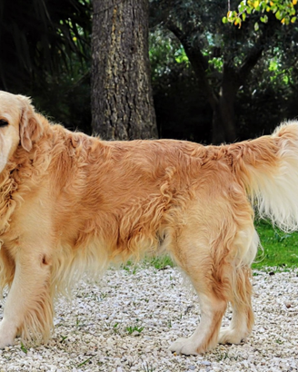 Golden Retriever per accoppiamento