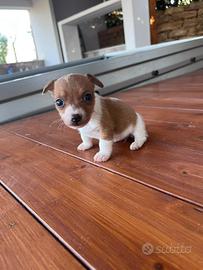 Jack russel toy