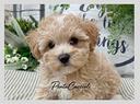 maltipoo-maltipo-cuccioli-disponibili-pag-12-rate