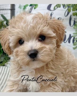 MALTIPOO -MALTIPO CUCCIOLI DISPONIBILI pag 12 rate