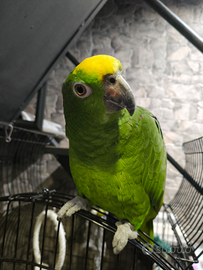 Amazzone fronte gialla