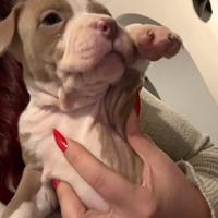 Cuccioli amstaff