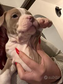 Cuccioli amstaff
