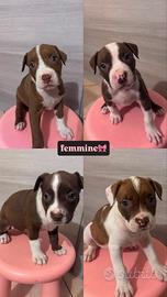 Cuccioli Pitbull