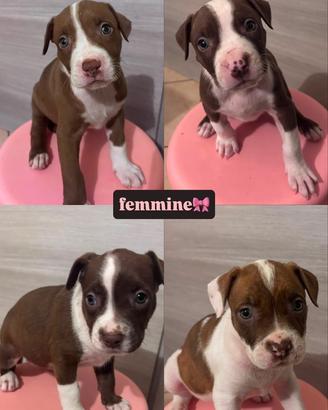 Cuccioli Pitbull
