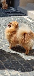 Spitz di pomerania per accoppiamento