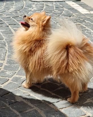Spitz di pomerania per accoppiamento