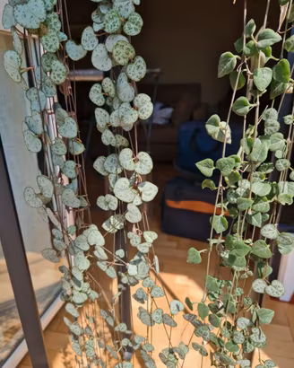 Ceropegia Woodii in vaso di ceramica tusca