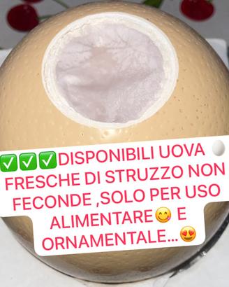 Struzzo XXL