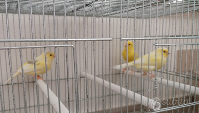 Coppia canarini Malinois