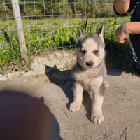 Cuccioli Siberian Husky