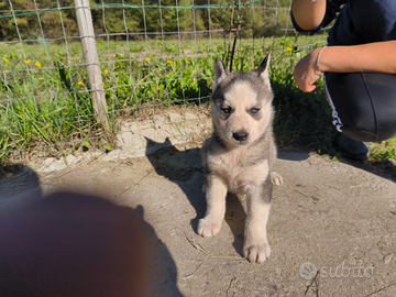 Cuccioli Siberian Husky