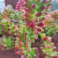 Sedum pianta grassa 