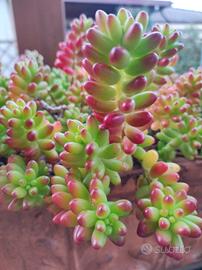 Sedum pianta grassa 