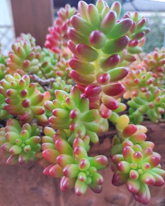 Sedum pianta grassa 