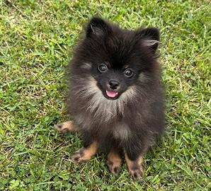 Cucciolo di pomeriana
