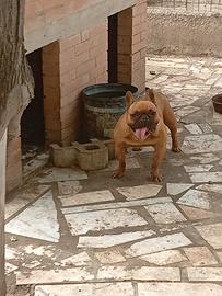 Stallone di dog francese
