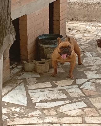Stallone di dog francese